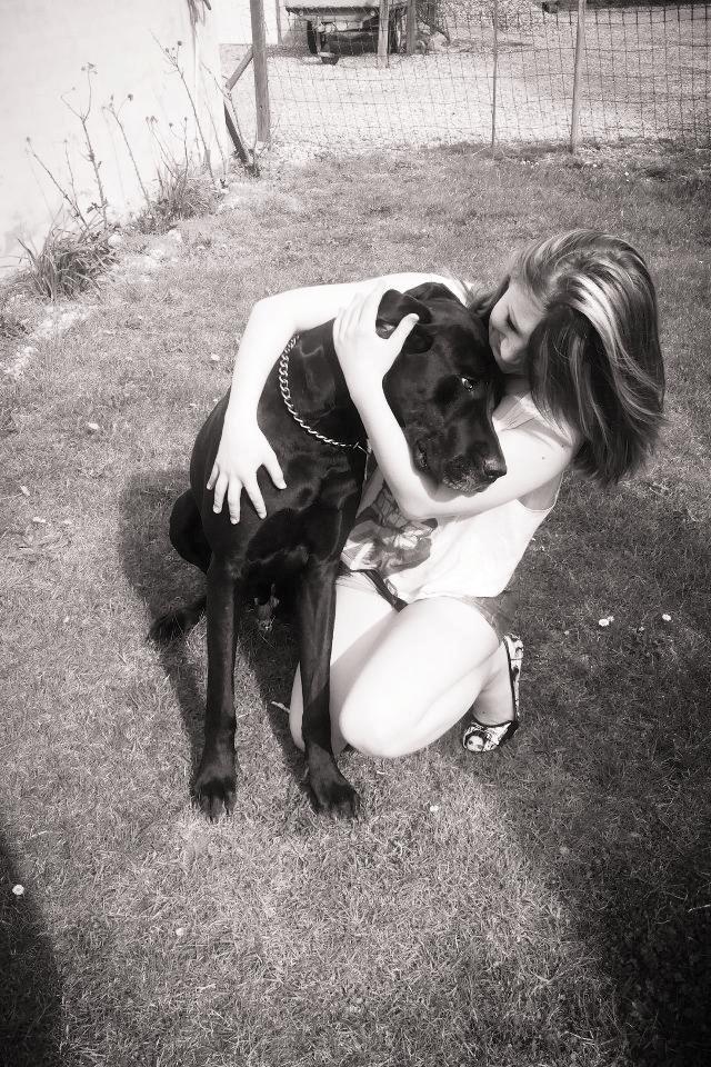 Grand danois Balder<3<3<3<3 billede 5