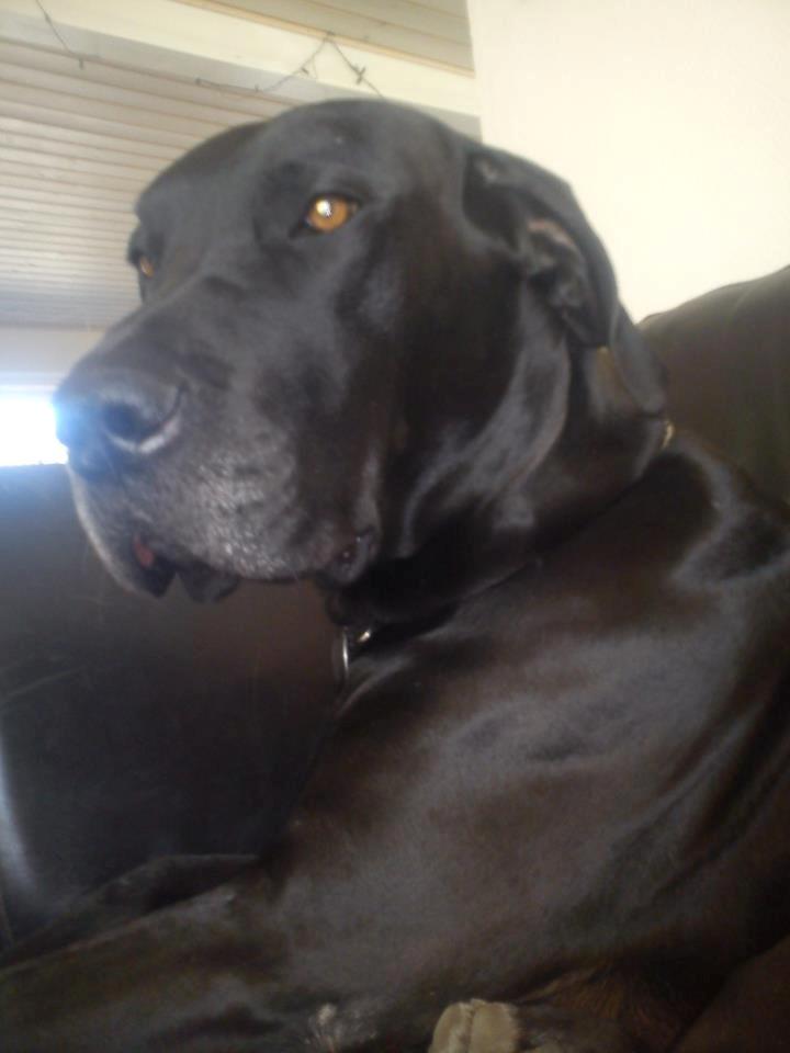 Grand danois Balder<3<3<3<3 billede 6