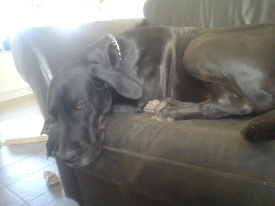 Grand danois Balder<3<3<3<3 billede 7