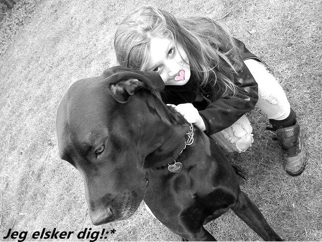 Grand danois Balder<3<3<3<3 billede 8