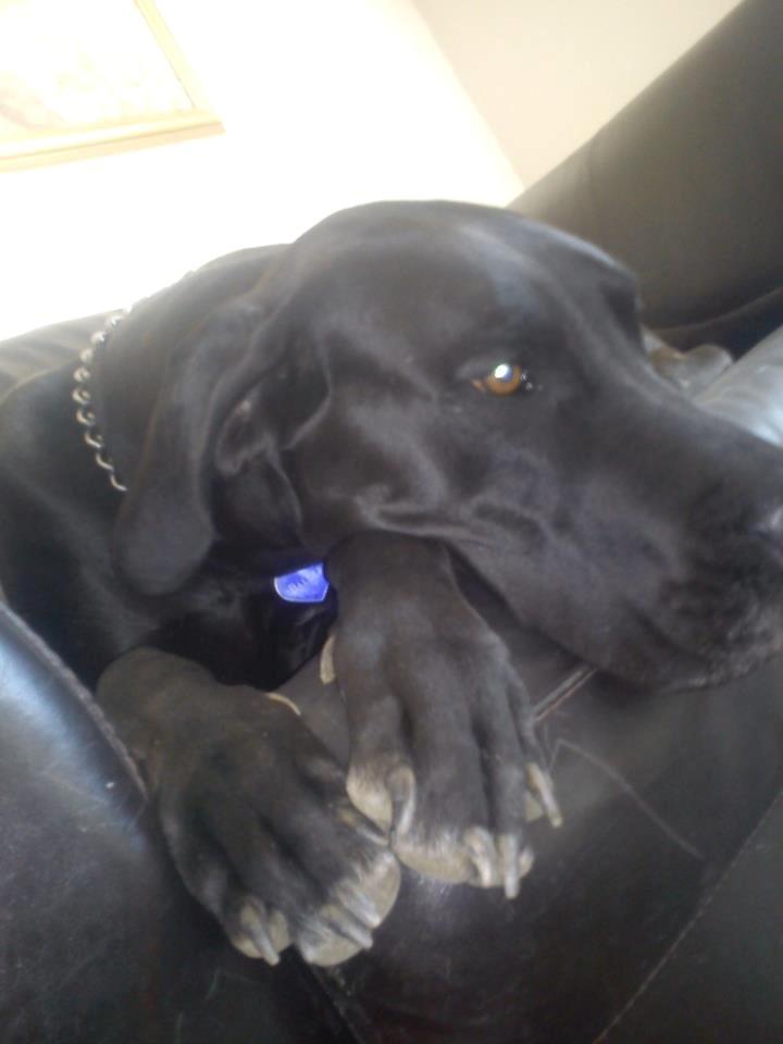 Grand danois Balder<3<3<3<3 billede 9