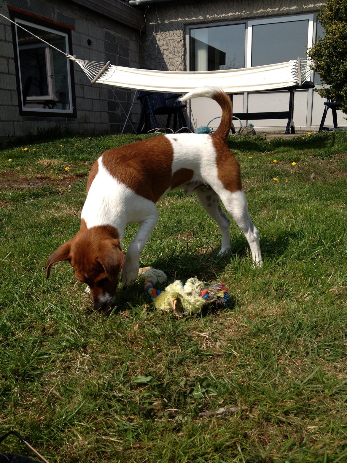 Dansk svensk gaardhund Kato <3 - Sommeren 2013. <3 billede 1