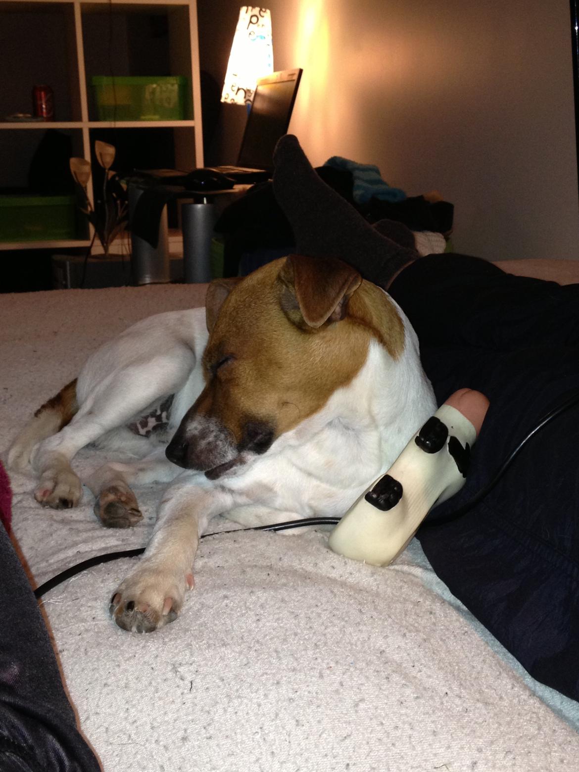 Dansk svensk gaardhund Kato <3 billede 7