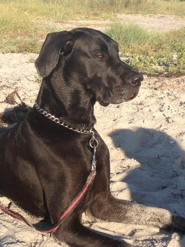 Grand danois Balder<3<3<3<3 billede 11