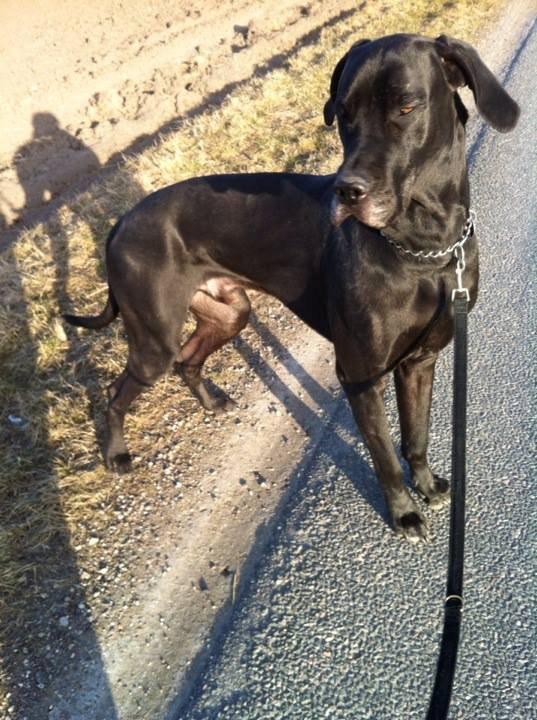 Grand danois Balder<3<3<3<3 billede 1