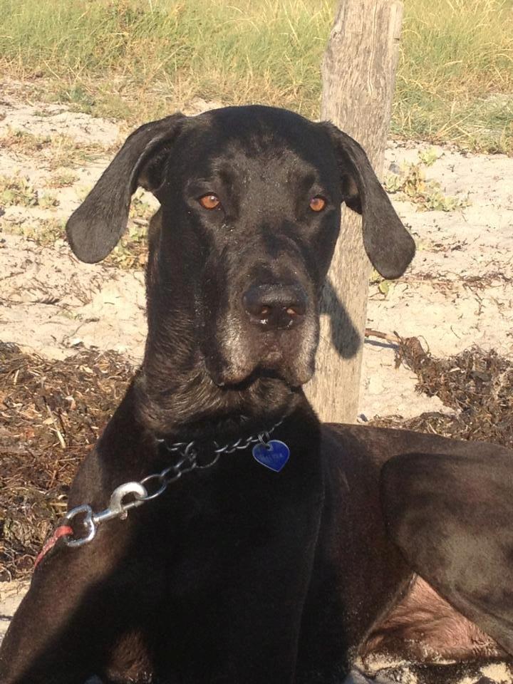 Grand danois Balder<3<3<3<3 billede 12