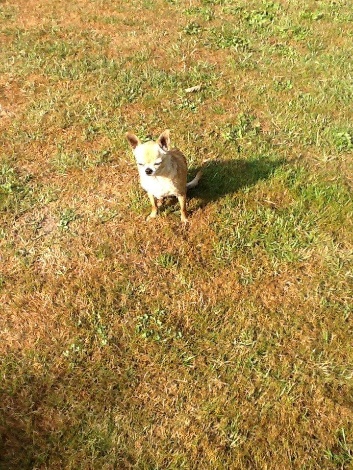 Chihuahua Frontrunners Ready To Play - Ready - Nyder den sidste aftensol:) billede 15