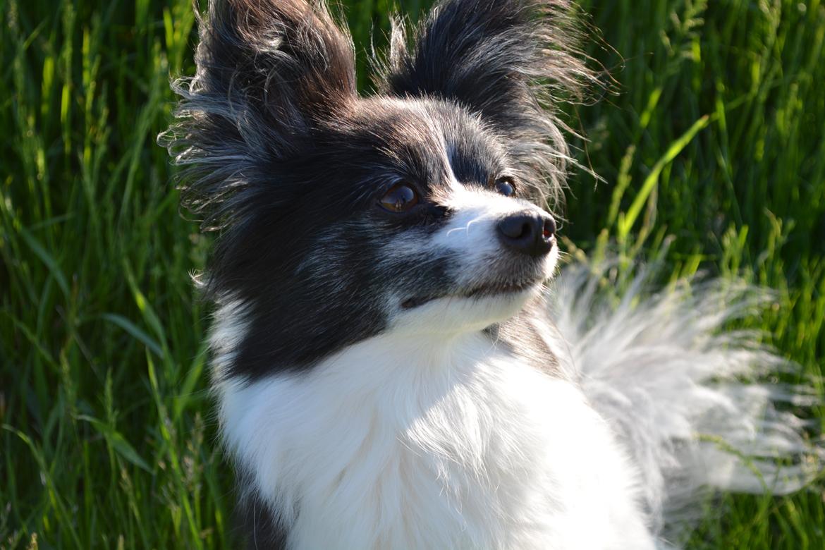 Blanding af racer Olivia - 5 år billede 11