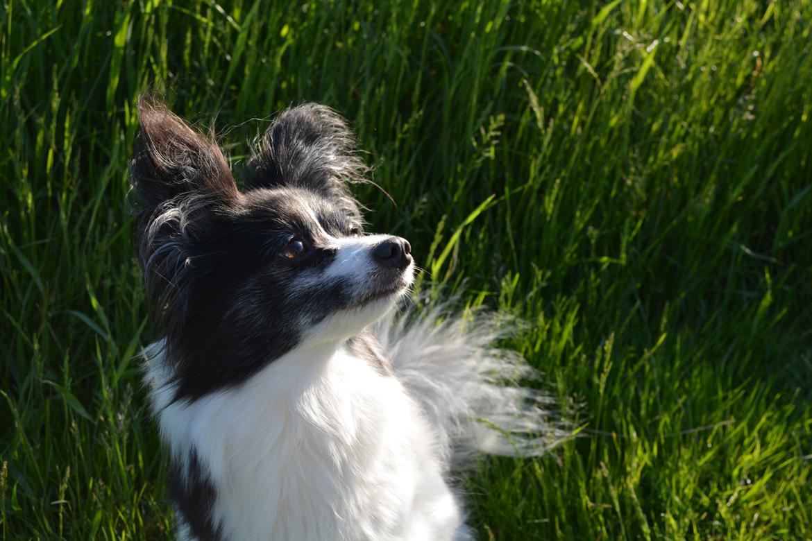 Blanding af racer Olivia - 5 år billede 10