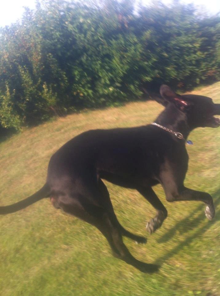 Grand danois Balder<3<3<3<3 billede 13