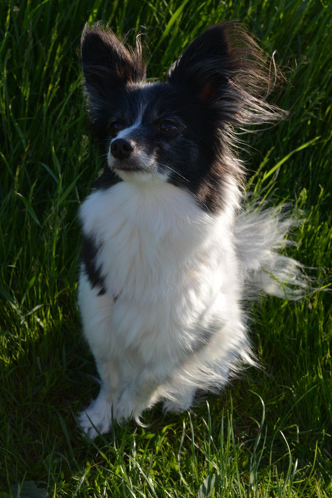 Blanding af racer Olivia - 5 år billede 12