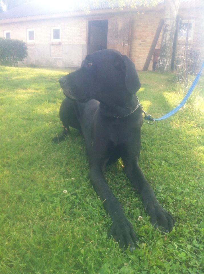 Grand danois Balder<3<3<3<3 billede 14