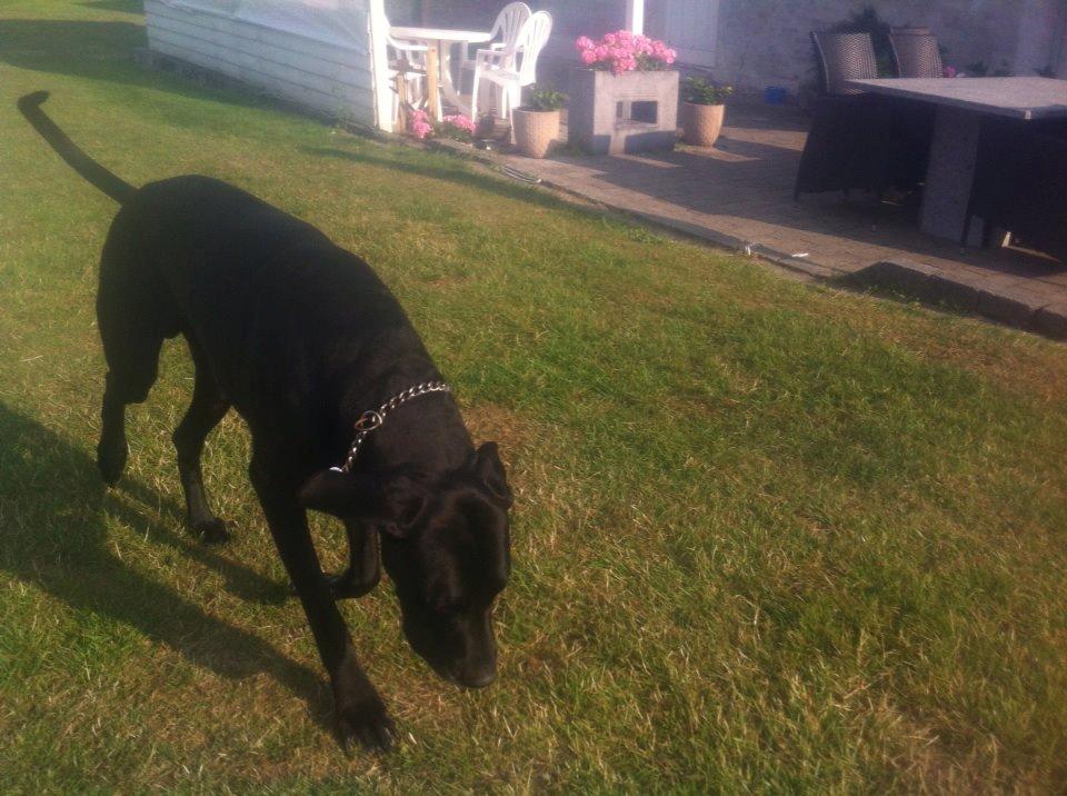 Grand danois Balder<3<3<3<3 billede 15