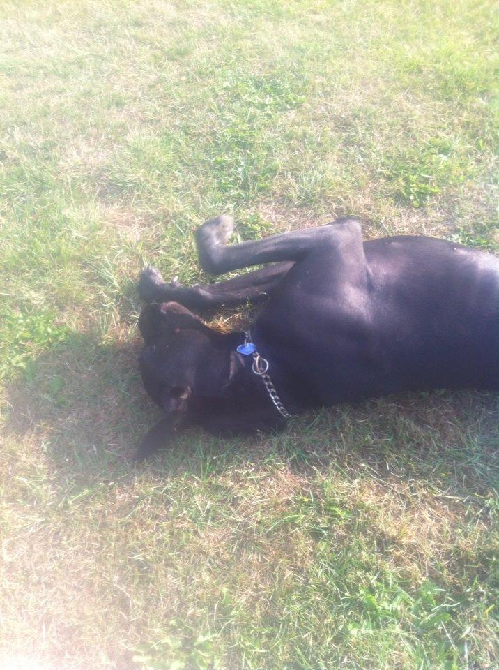 Grand danois Balder<3<3<3<3 billede 16