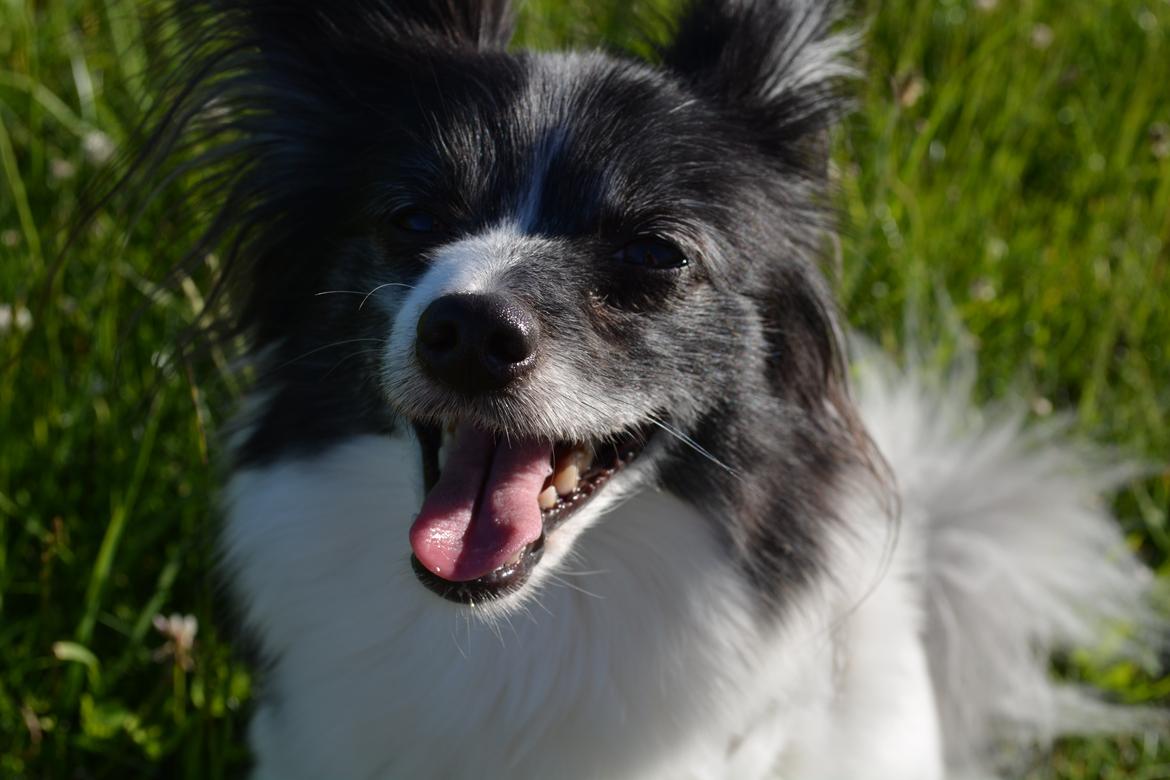 Blanding af racer Olivia - 5 år billede 13