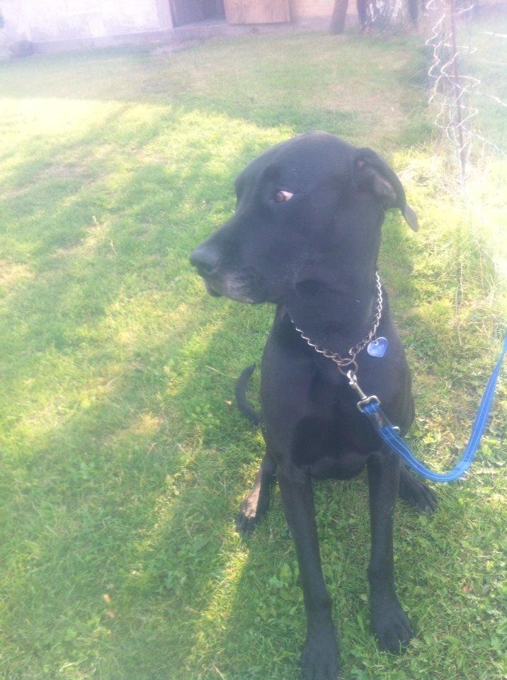 Grand danois Balder<3<3<3<3 billede 17