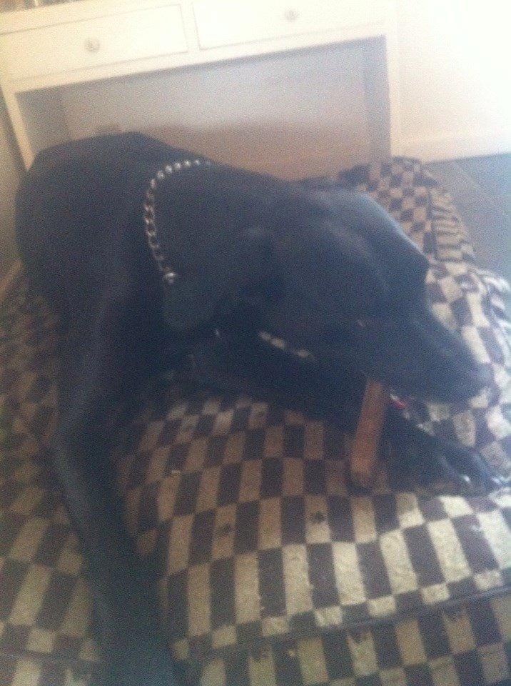 Grand danois Balder<3<3<3<3 billede 18