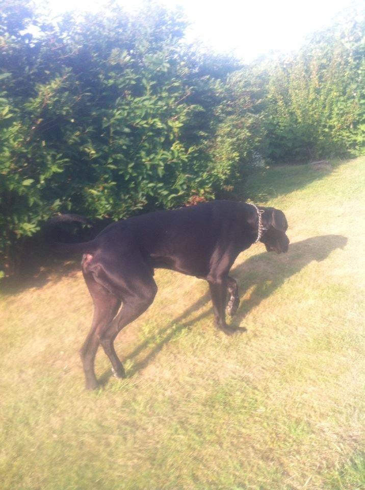 Grand danois Balder<3<3<3<3 billede 19