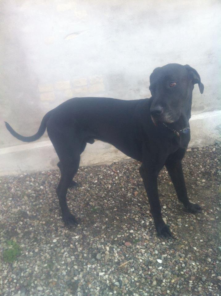 Grand danois Balder<3<3<3<3 billede 20