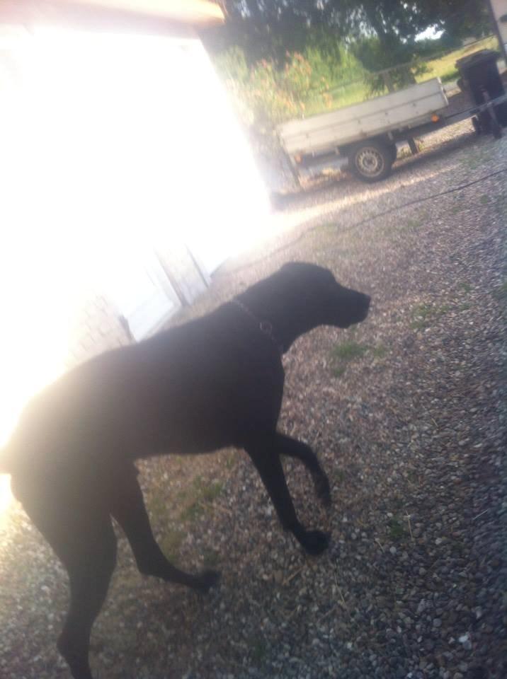 Grand danois Balder<3<3<3<3 billede 21