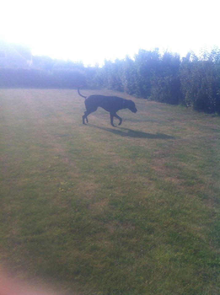 Grand danois Balder<3<3<3<3 billede 22