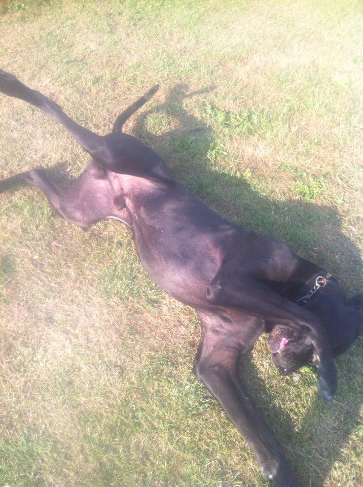 Grand danois Balder<3<3<3<3 billede 23