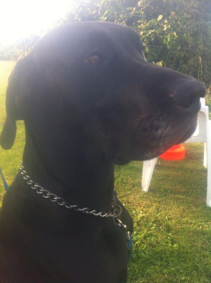 Grand danois Balder<3<3<3<3 billede 24