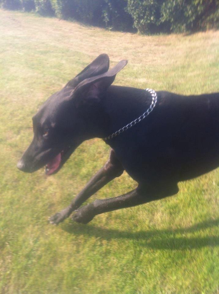 Grand danois Balder<3<3<3<3 billede 25