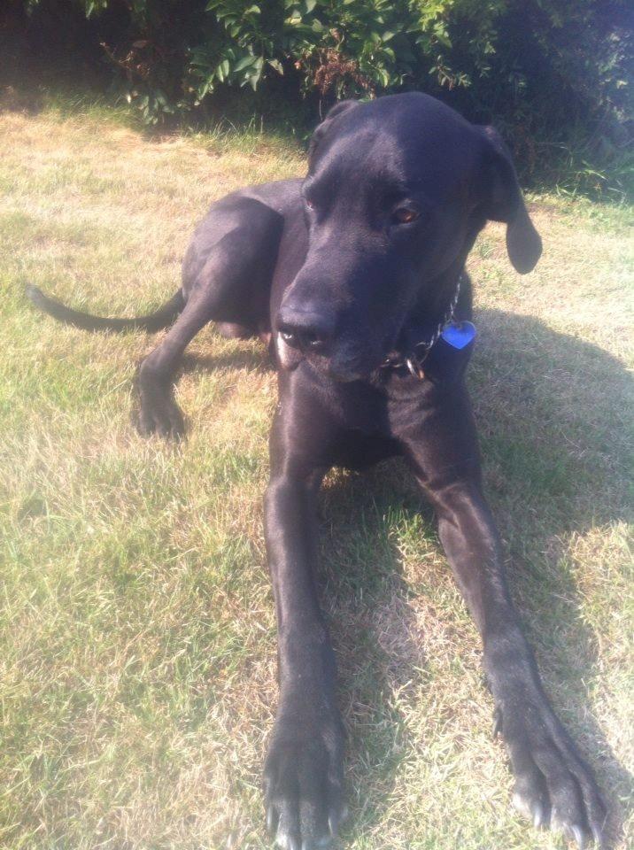 Grand danois Balder<3<3<3<3 billede 26