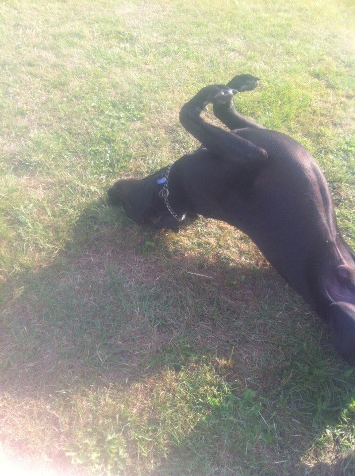 Grand danois Balder<3<3<3<3 billede 27