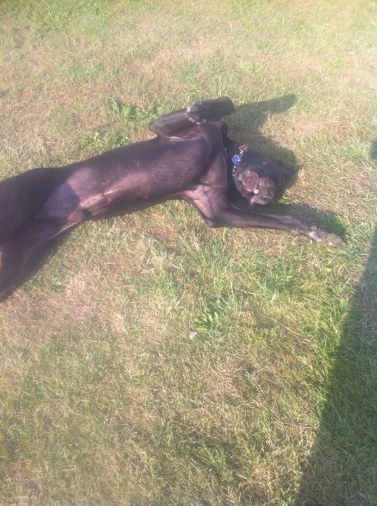 Grand danois Balder<3<3<3<3 billede 28