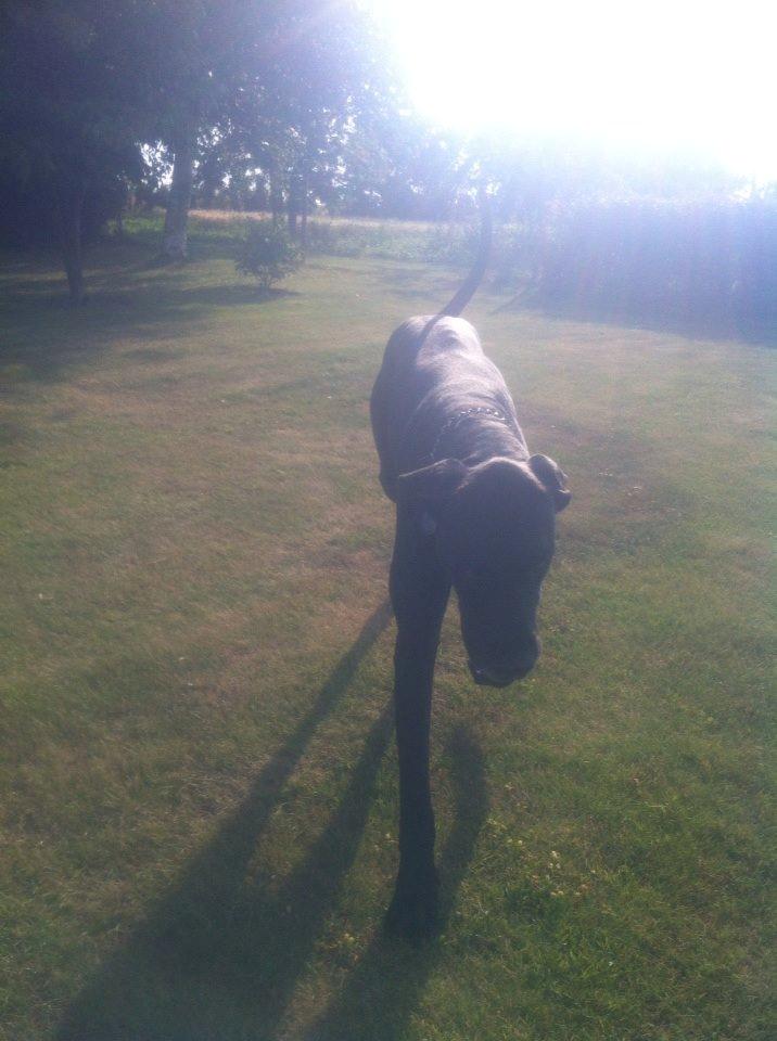 Grand danois Balder<3<3<3<3 billede 29