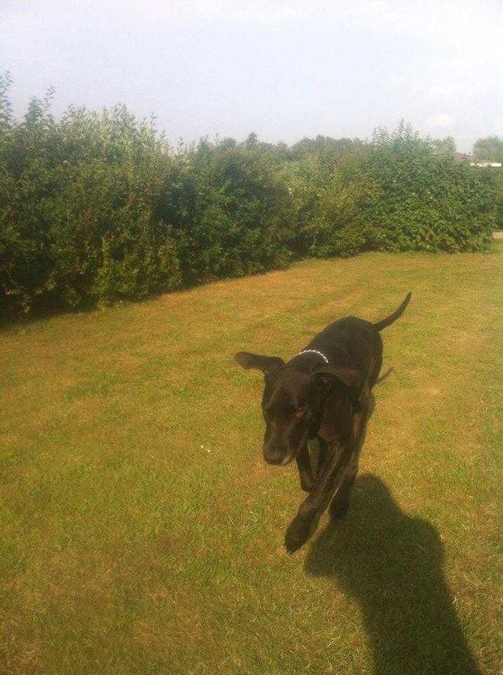 Grand danois Balder<3<3<3<3 billede 30