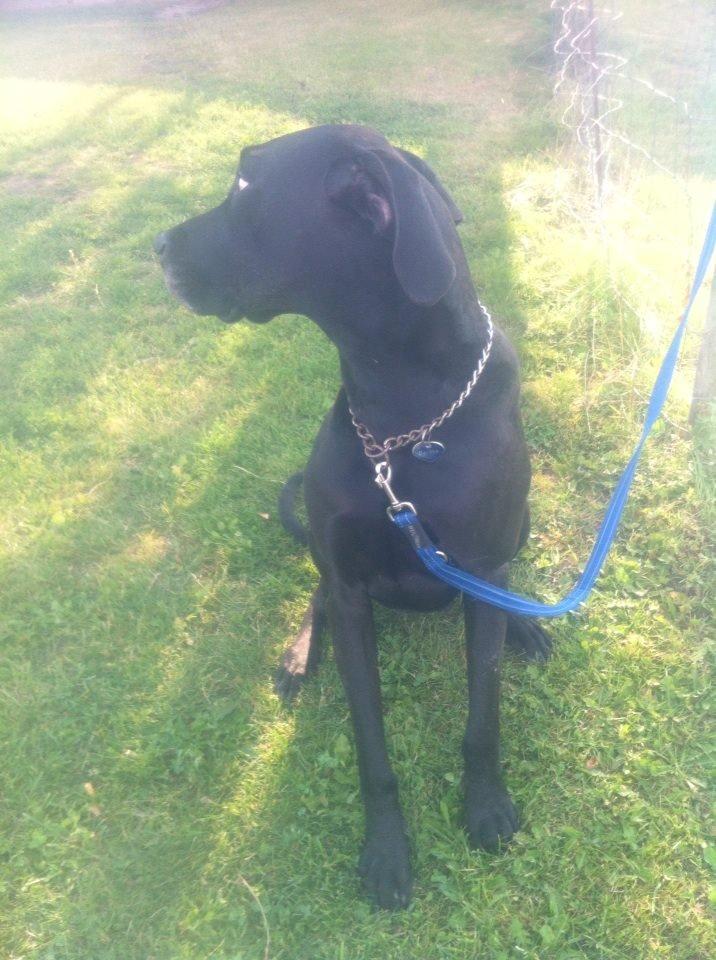 Grand danois Balder<3<3<3<3 billede 31