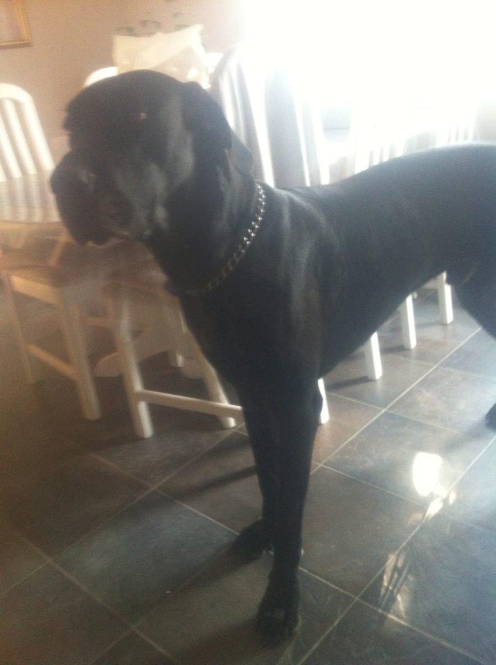 Grand danois Balder<3<3<3<3 billede 32