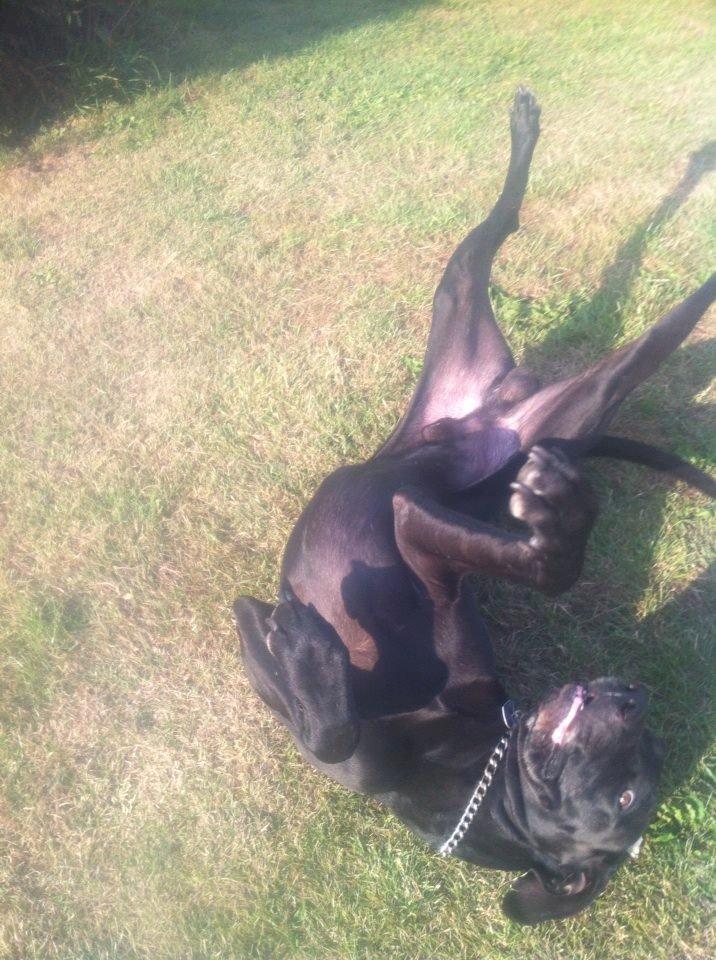 Grand danois Balder<3<3<3<3 billede 33