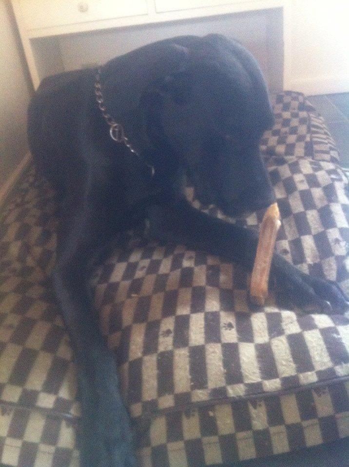 Grand danois Balder<3<3<3<3 billede 34