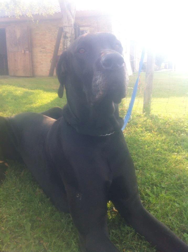 Grand danois Balder<3<3<3<3 billede 35