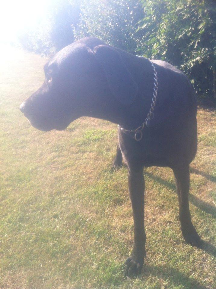 Grand danois Balder<3<3<3<3 billede 36