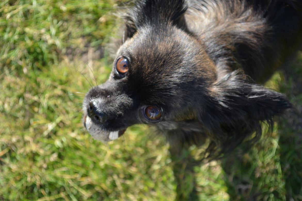 Blanding af racer Luna - 4 år billede 11