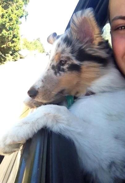 Shetland sheepdog Ziggo - Ziggos nye yndlings ting, at stikke hovedet ud af bilen :-) billede 6