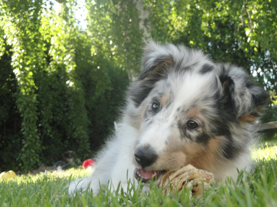 Shetland sheepdog Ziggo billede 8
