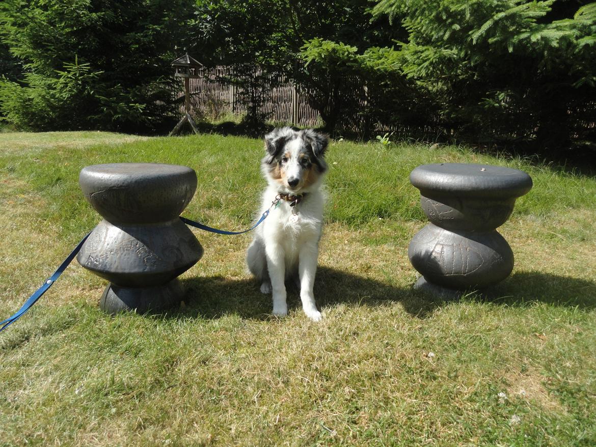 Shetland sheepdog Ziggo billede 9