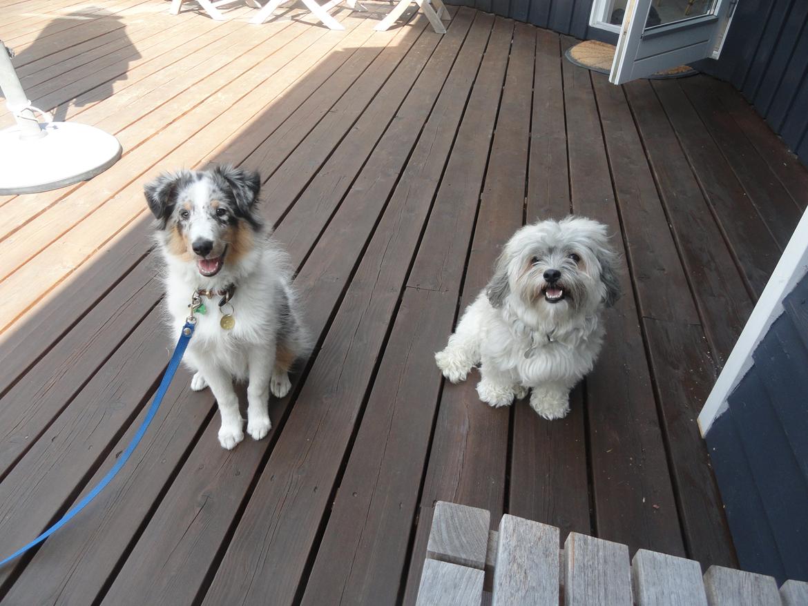 Shetland sheepdog Ziggo - Ziggo og hans nye bedste ven Vitus. billede 10