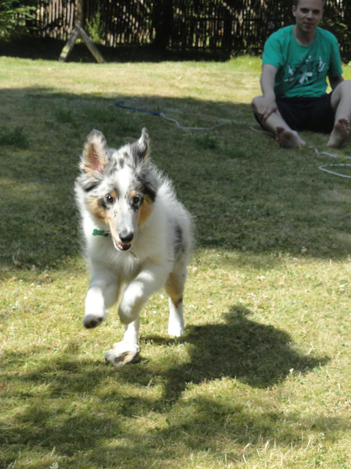 Shetland sheepdog Ziggo billede 11