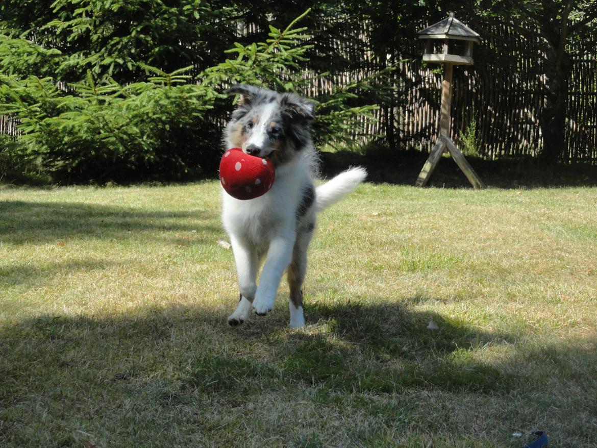Shetland sheepdog Ziggo billede 12