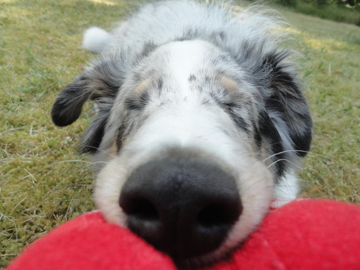 Shetland sheepdog Ziggo billede 13