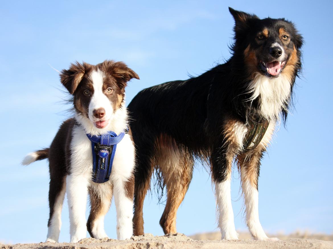 Border collie Zweep billede 18