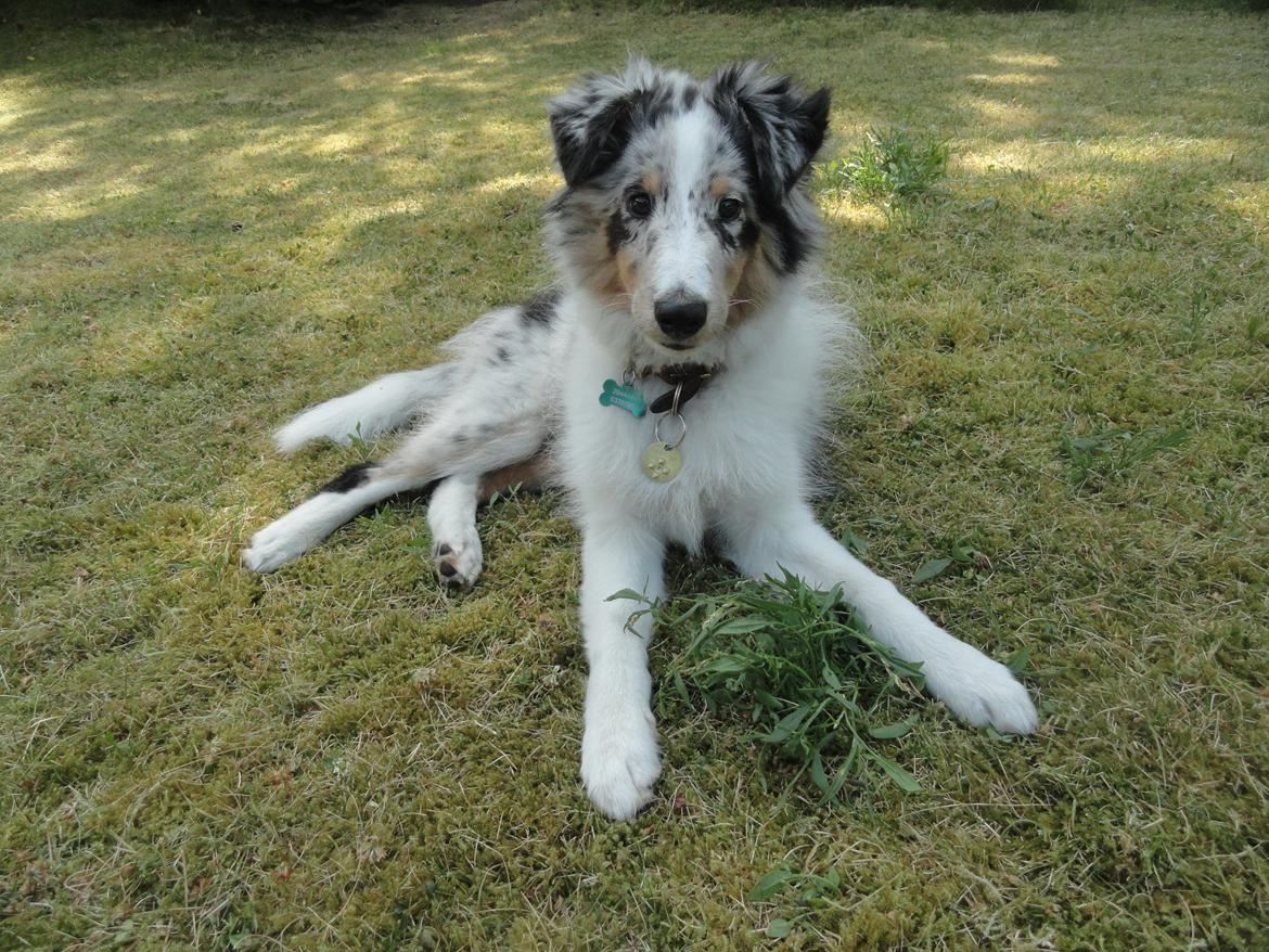 Shetland sheepdog Ziggo billede 14