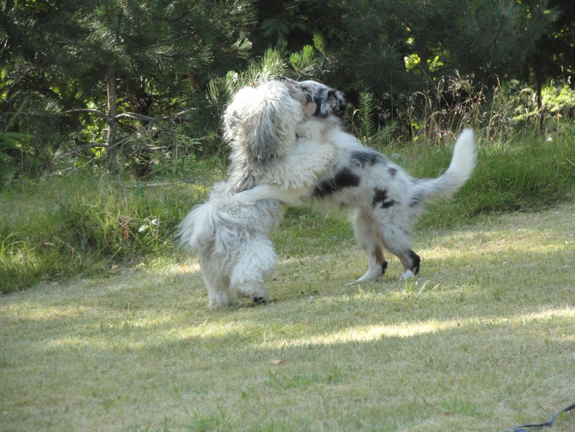Shetland sheepdog Ziggo billede 15